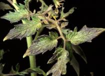 Болезнетворные поражения листьев рассады томатов Неинфекционные болезни томатов: симптомы и способы борьбы