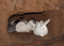 Разведение кроликов в яме: видео и важные особенности