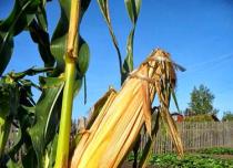 Как вырастить кукурузу в условиях зоны рискованного земледелия