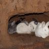 Разведение кроликов в яме: видео и важные особенности